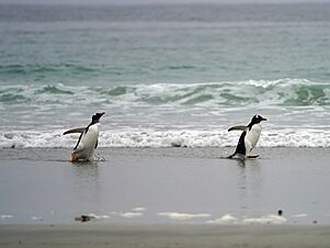 Penguins on the beach at Bluff Cove