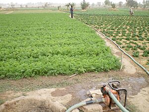 Periurban gardening, a well-developed activity for income generation - Agriculture periurbaine, une activité bien developpée pour générer un revenu (3256371571)