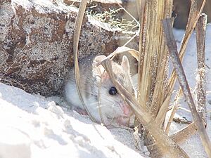 Peromyscus polionotus ammobates.jpg