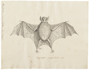 The image is a drawing of a bat.