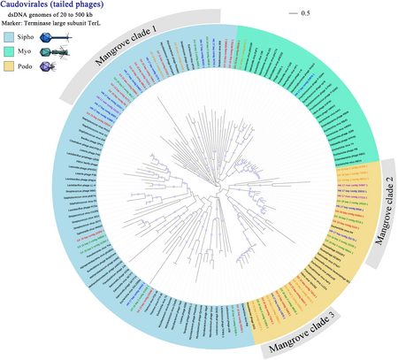 Phylogenetic tree of Caudovirales from mangrove virome contigs.webp