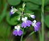 Plants - Violet Blue-eyed Mary by Brenda Loveless (32705399335)