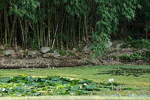 Pond at Kholo Gardens near sunset, 2015