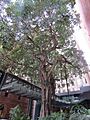 Port Jackson Fig, Mt Newman House, March 2022 01