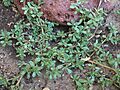 Portulaca oleracea3