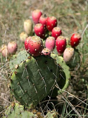 Prickly Pear Closeup