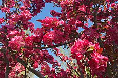 Princeton Nurseries, Middlesex County, NJ - Flemer Arboretum, flowering tree
