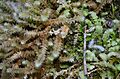 Ptychomnion aciculare - Ptychomniaceae