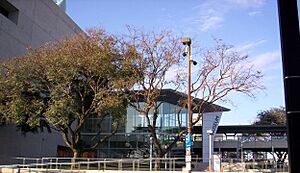 Queensland Museum and Walkway
