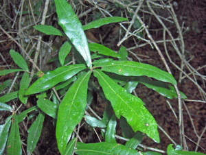 Quercus hemisphaerica.gif
