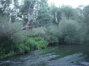 Río Adaja en Villanueva de Gómez