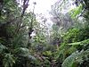 Rain Forest of El Yunque, Puerto Rico.jpg