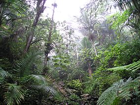 Rain Forest of El Yunque, Puerto Rico.jpg