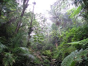Rain Forest of El Yunque, Puerto Rico