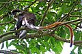 Red-tailed monkey (Cercopithecus ascanius), Semliki Wildlife Reserve