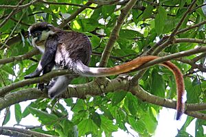 Red-tailed monkey (Cercopithecus ascanius), Semliki Wildlife Reserve.jpg