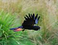 Red tailed Black Cockatoo in flight
