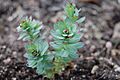 Rhodiola rosea perennial