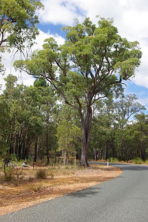 Roadside JarrahTree in Darling Range