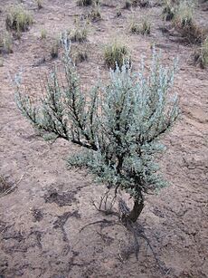 Sagebrushsjc