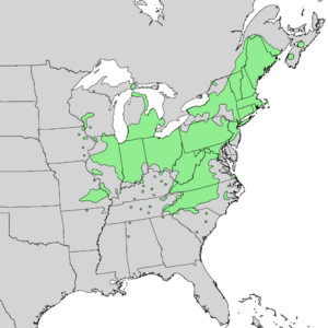 Salix sericea range map 2.png