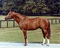 Secretariat at stud