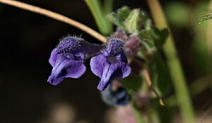 Skull Cap Scutellaria tuberosa
