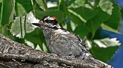 Spinus-downy-woodpecker-2015-06-n040683-w