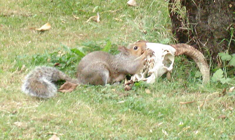 Squirrel eating goats head