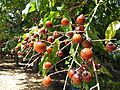 Starr-170913-0143-Sapindus saponaria-fruit-CTAHR Urban Garden Center Pearl City-Oahu - Flickr - Starr Environmental