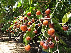 Starr-170913-0143-Sapindus saponaria-fruit-CTAHR Urban Garden Center Pearl City-Oahu - Flickr - Starr Environmental