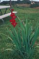 Starr 980630-1515 Gladiolus sp.