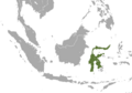 Sulawesi Stripe-faced Fruit Bat area