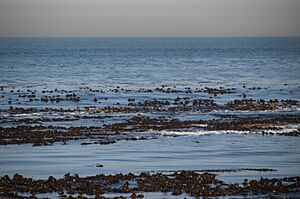 Table Bay from Robben Island (01)