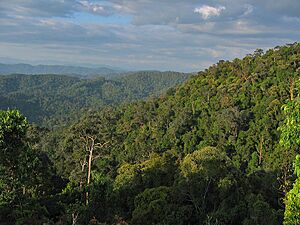Taman-Negara