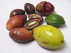 Terminalia catappa fruits at various stages of ripeness-1