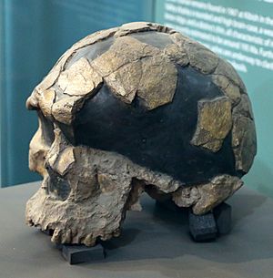 Teschio di Homo sapiens idaltu, del pleistocene, 200-160 mila anni fa