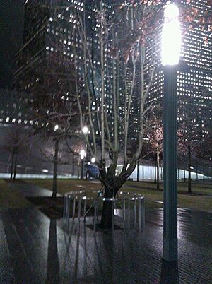 The Survivor Tree at the National September 11 Memorial