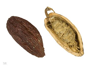 Theobroma cacao MHNT.BOT.2004.0.204