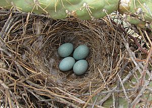 Toxostoma curvirostre -Tuscon, Arizona, USA -eggs in nest-8