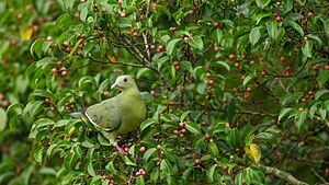 Treron vernans female - Kent Ridge Park.jpg