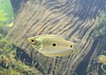 Trichopodus trichopterus (3 spot gourami, Philippines) 03