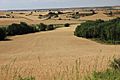 Wheat fields in Burgos