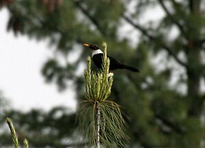 White-collared Blackbird (Male) I IMG 7329