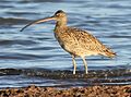 Wiki Eastern Curlew Oyster Pt Cleveland 112 edit 2 comp