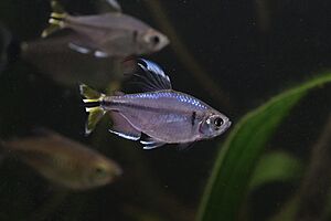 Yellow-tailed African tetra Facts for Kids