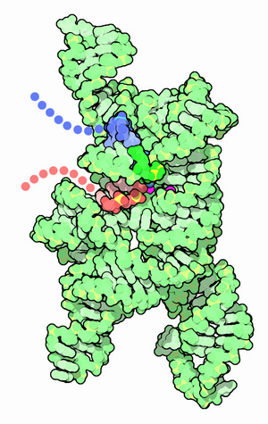 065-Self-Splicing-RNA-1u6bf