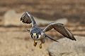 A Peregrine Falcon in Flight and off for hunt (49666203797)