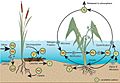 A simplified illustration of the nitrogen and phosphorus cycles in a wetland