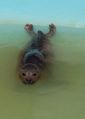 A young common seal at Mablethorpe Seal Sanctuary in 2017